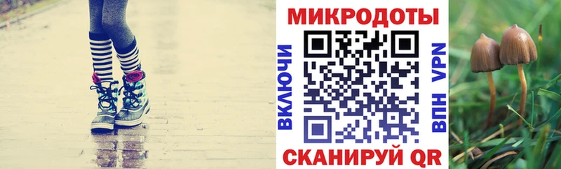 как найти закладки  Миньяр  Псилоцибиновые грибы Psilocybe 